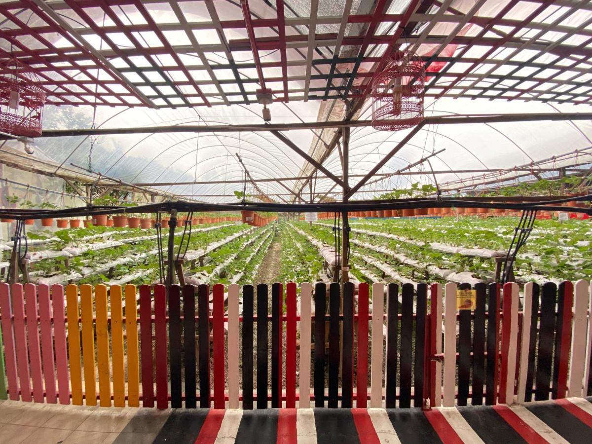Aiza Homestay Opposite Abang Strawberry Taman Sedia Tanah Rata Ngoại thất bức ảnh